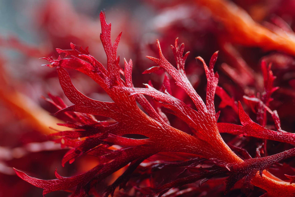 Astaxanthin: Das stärkste Antioxidans der Natur