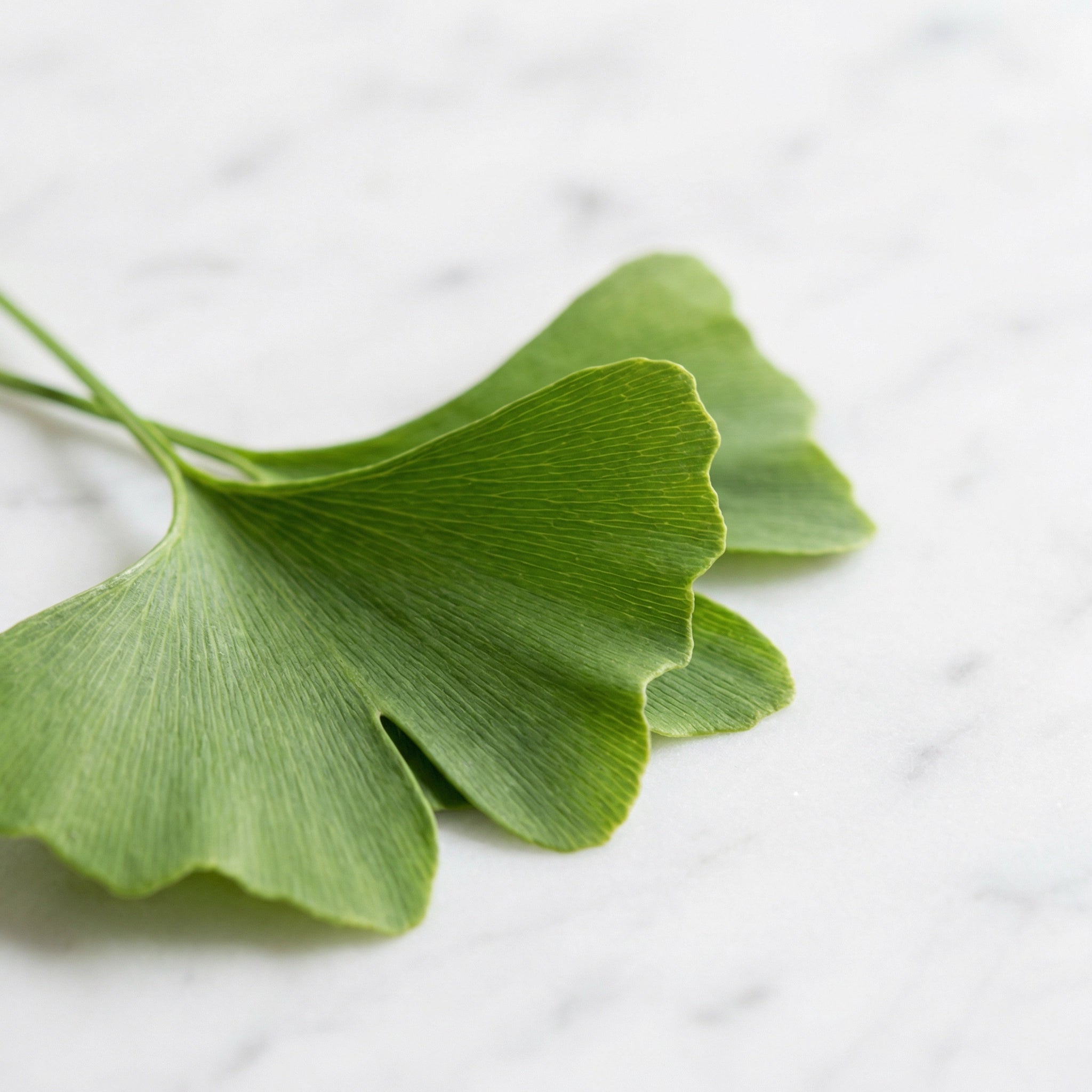 Frische Ginkgo-Biloba-Blätter, Premium-Pflanzenextrakt in base.
